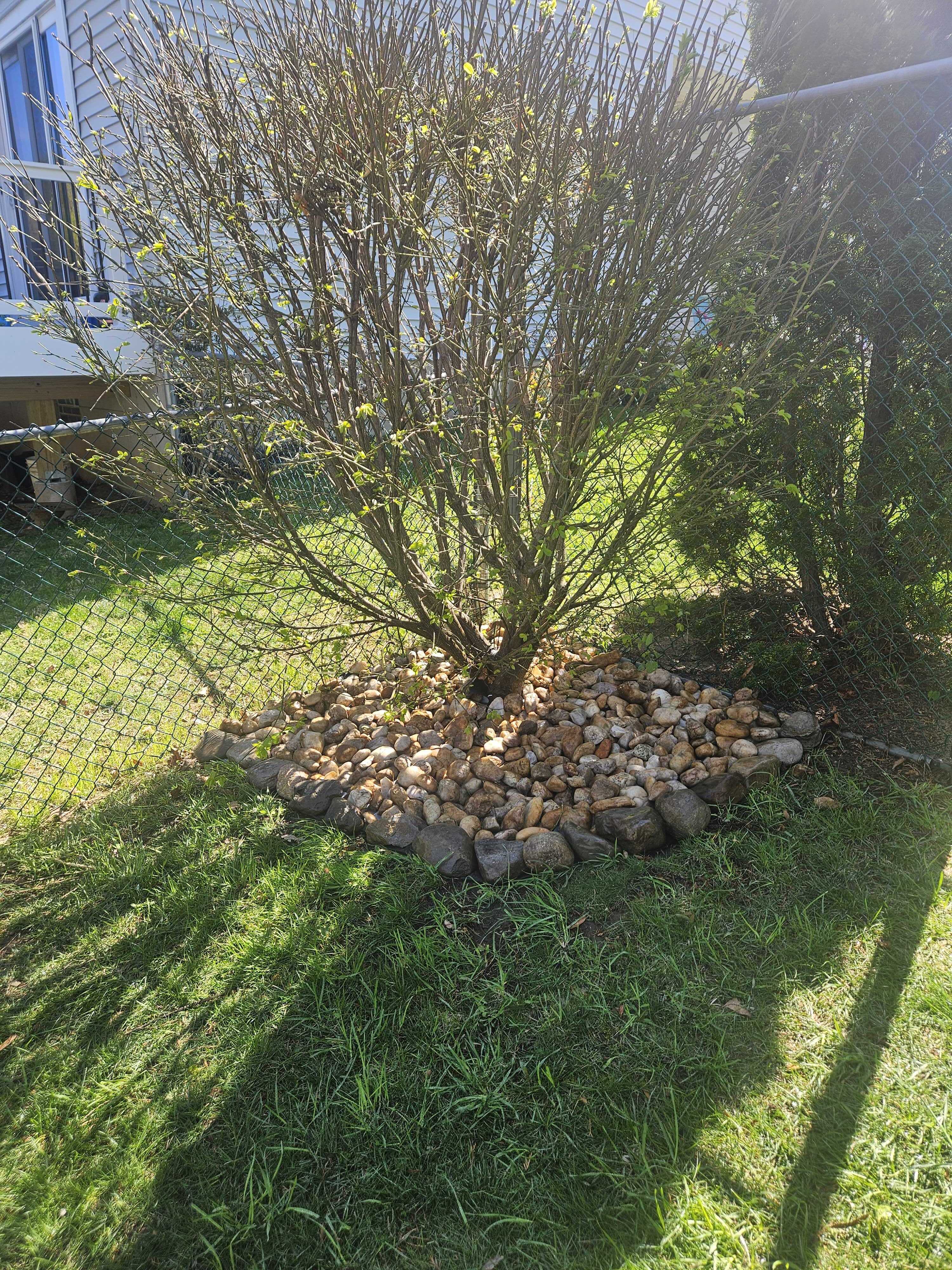 Backyard along the fence line with shrubs and early rock work around the base