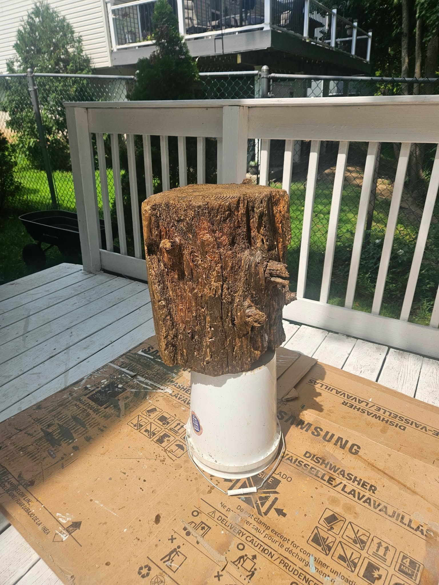The same stump rotated to show a different weathered side