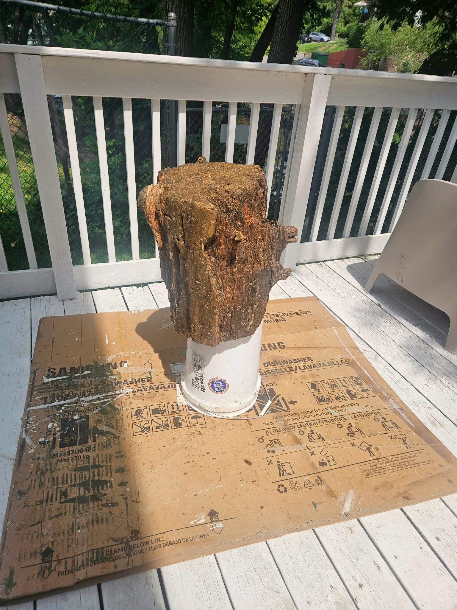 Top-down view of the rough, worn wood grain on top of the stump