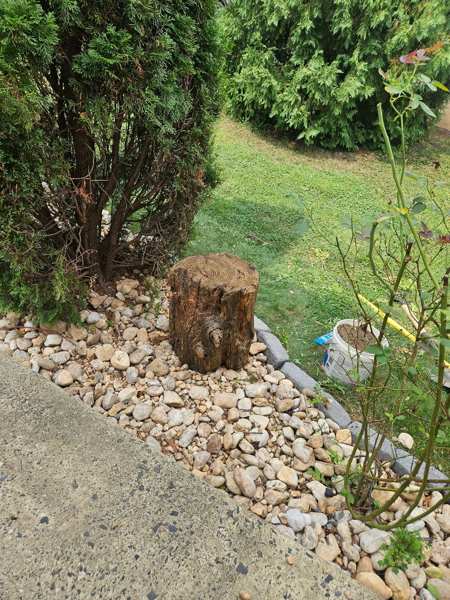 Close-up of the bare stump sitting in the rock bed next to the garden bushes